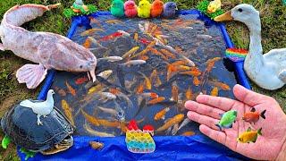 Catch big catfish, colorful fish, betta fish, ornamental fish, colorful chickens, ducks.part751