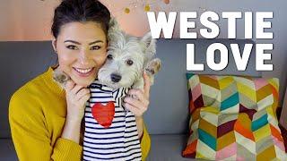 How To Care For Westie Terrier Dogs: 5 Tips ️ 4K