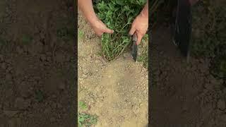 Purslane harvesting process