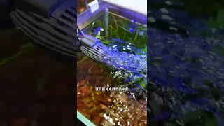 家里有养鱼的一定要试一下这个造浪泵，能打氧除油膜，让死水秒变活水，让鱼儿过得更加舒服！