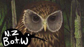 Laughing owl - New Zealand Bird of the Week