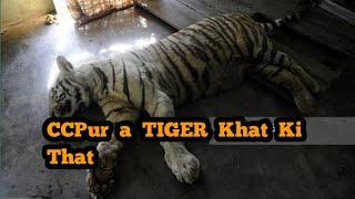 Tiger ka kap na Vlog - Hunting Tiger in Churachandpur