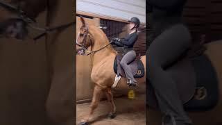 elroy babes was feeling it yesterday #saddleseat #horse #equestrian #saddlebred #asb