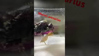 Messor arenarius giant ant queen