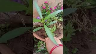 kham kheyali-1 @fulfal-b2r#short video #