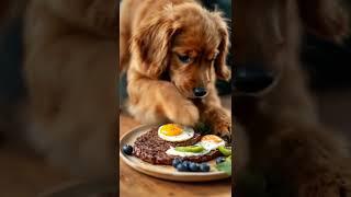 Cute Brown Dog eating Avocado, Eggs and Steak  #browndog #cute #dog #steak