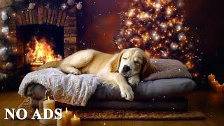 Calming music for dogsIdeal for relaxation and improved sleep