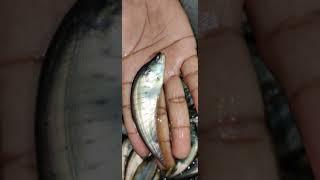 How to Chital Fish Seeds farming | How to Chital fish and farm