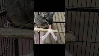 please follow and subscribe if you love chinchillas