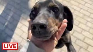 They abandoned a beautiful boy in a village - Takis Shelter