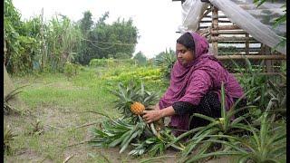 ঝড় বৃষ্টিতে আমাদের আনারস বাগান নষ্ট হয়ে গেল | Village life with Shampa