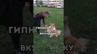 ГИПНОЗ️