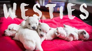 Little Monsters - Westie (7 weeks old)