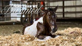 A Foal Is Born - Natural Horse Birth And Delivery