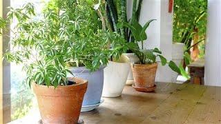 The Health Benefits of Houseplants