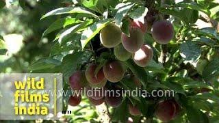 Plums ripen on the tree in a Himalayan Orchard