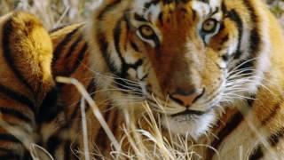 Project C.A.T.: Conserving Acres for Tigers