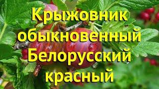 Крыжовник обыкновенный Белорусский красный. Краткий обзор, описание характеристик ribes uva crispa