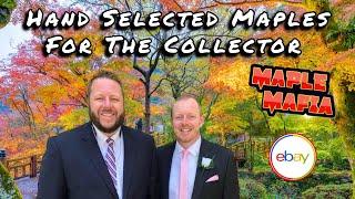 Maple Mafia eBay Breakdown for January 5, 2025  | Hand Selected Japanese Maples For The Collector