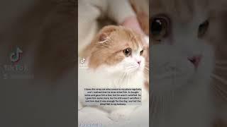story about cat #shorts #short #catshort