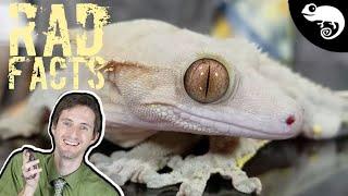 Crested Geckos - 22 Stinkin' Rad Facts!