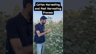Cotton Harvesting | Ginning | Delinting | Agriculture #Crop #Cotton #agrimentors
