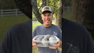 Will enhydro geodes crack when frozen?