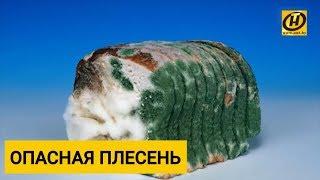 Что будет, если съесть еду с плесенью? Деликатес и рак печени