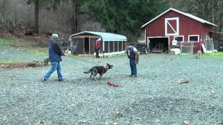 Schilling Law Dog's Training by Ken Schilling