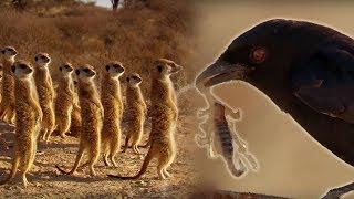 Drongo Bird Tricks Meerkats | Africa | BBC Earth