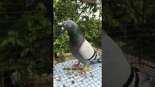 #pigeon #birds #attitude #highflyer #pets #kabootar #pigeonlover #bird #love #lowflyer