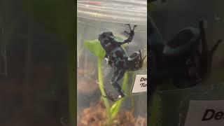 More Frogs!!  #frog #frogs #frogvideo