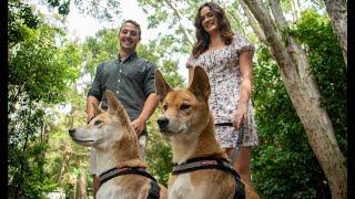 Dingo Walk | Currumbin Wildlife Sanctuary