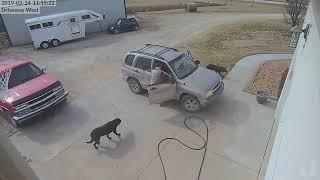 Mail Carrier runs over dog.