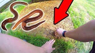 HOW TO FIND WORMS! (for fishing or anything)