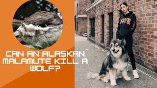 Alaskan Malamute Killing Wolf  Can  Alaskan Malamute Kill A Wolf?