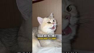Как понять хорошо ли котику живется с вами?🫶