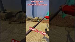 The Max Boy Dog Catch Up #shortsfeed #pets #ytviral #dog #streetdogplanet44