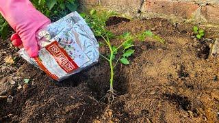 The BEST Way to Grow Tomatoes – You’ll NEVER Plant the Old Way Again!