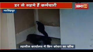 Narsinghpur News MP: Tahsil Office में King Cobra का खौफ | डर से सहमे कर्मचारी