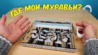 Что с моими Муравьями? Почему я их долго не снимал. alex boyko