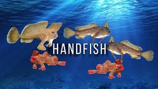 Scientists Rediscover Narrowbody Handfish, a Critically Endangered Species