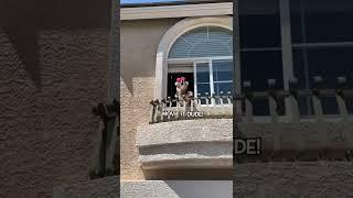 Super Corgi Fails!
