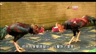 功夫傳奇 III 決戰邊疆   武泰無懼 Kung Fu Legend III Final Frontier