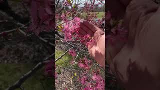 Muckle Plum in Alberta #arboristtips