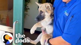 Terrified Puppy Completely Transforms When She Meets Another Dog | The Dodo