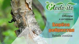 Береза Ребристая I Betula costata