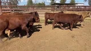 Penfold Pastoral xbred hvy steers 327kg. 24/5/24