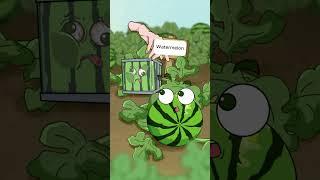 S63| Square watermelon growing method #GardenOfGoro #GardeningTips #cartoon