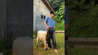 qurban indah di Miftahul Hidayah #santrikeren #iduladha2025